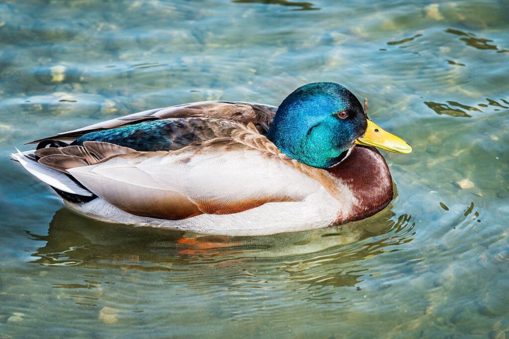 vuse vape price at gas station