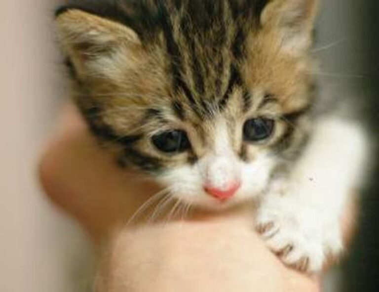 home advice heartomenal