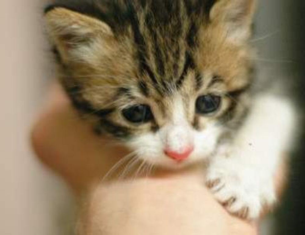 home advice heartomenal