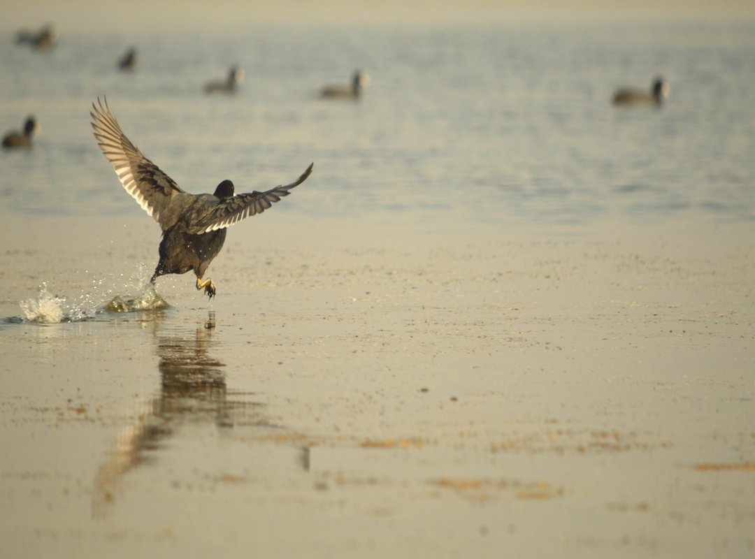 Common Misconceptions About Iampolika